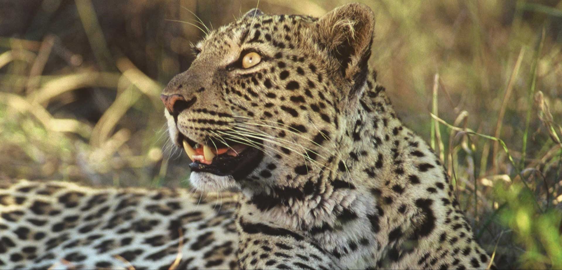 Exclusive Africa BOS 2605 Cover Image